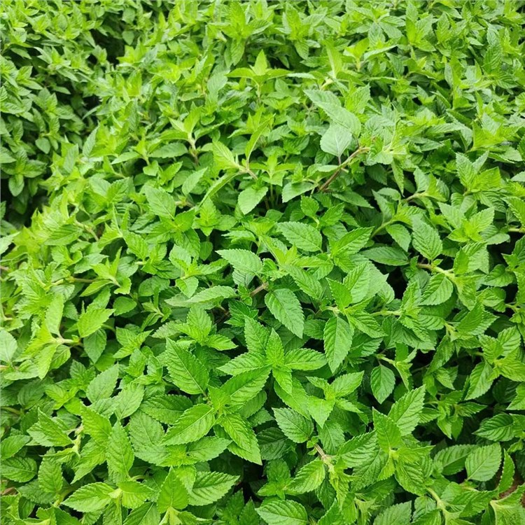 種植基地精選原材料